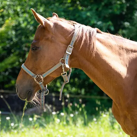 Apartma Mimi Homestay szállás