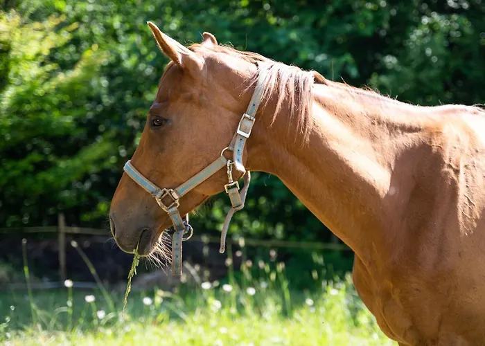 Apartma Mimi Privat bolig